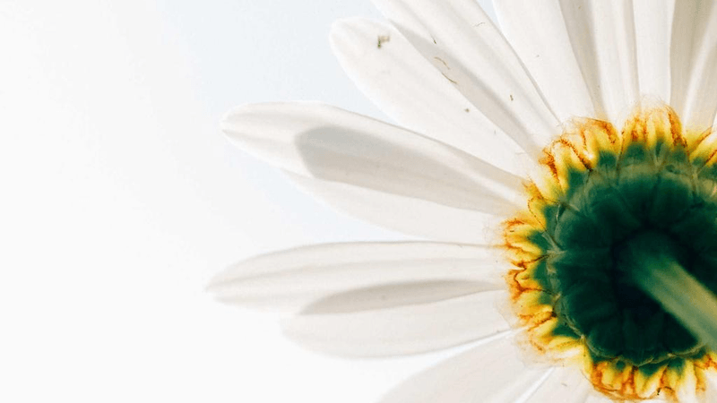 Curtain - professional stock photography