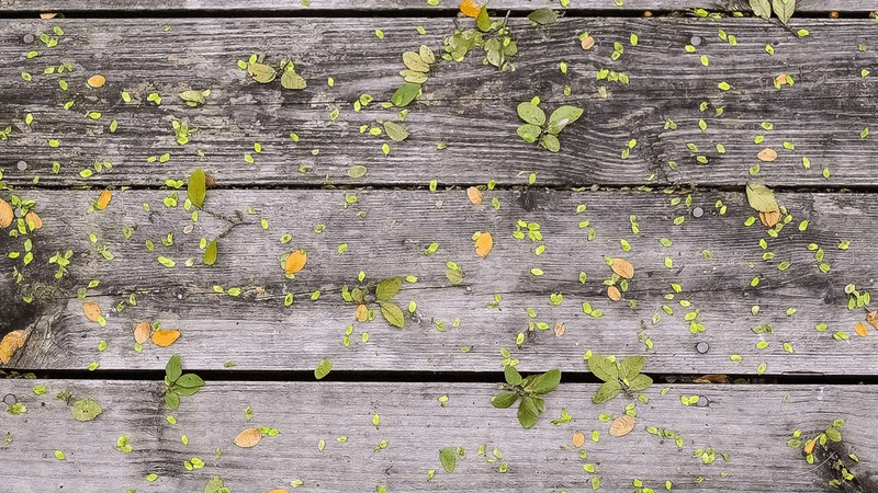 Cushion - professional stock photography