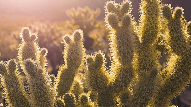 Rug - professional stock photography